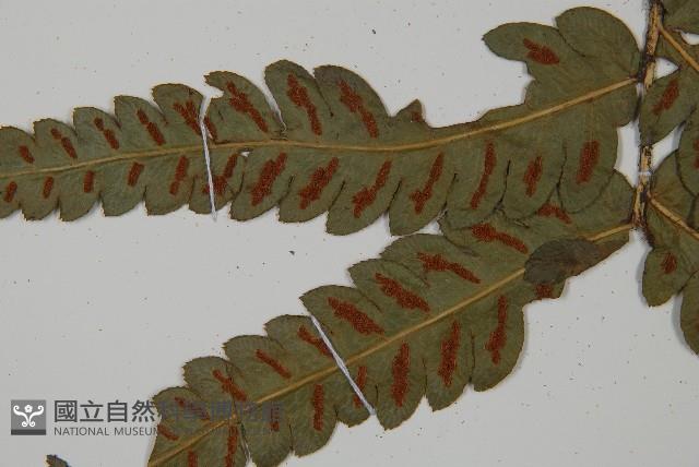 日本狗脊蕨藏品圖，第5張