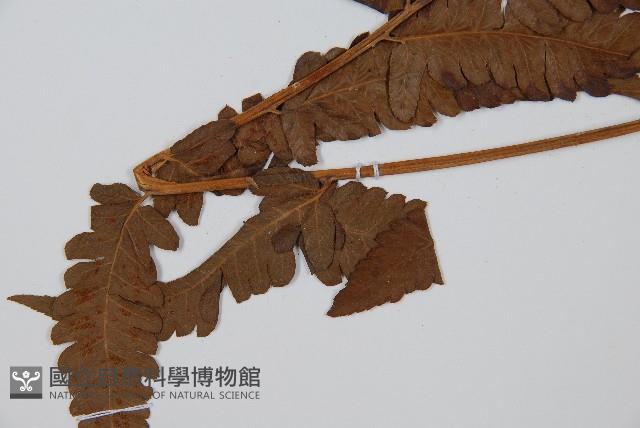 菜蕨藏品圖，第5張