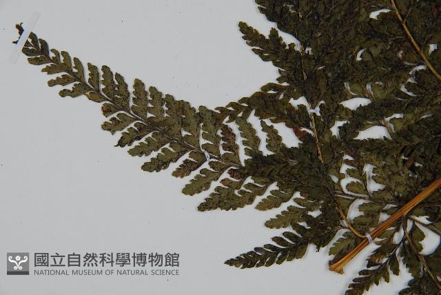 亞粗毛鱗蓋蕨藏品圖，第5張