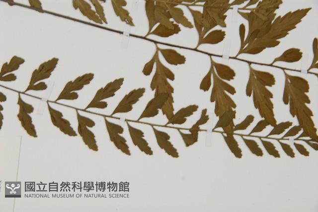 大蓬萊鐵角蕨藏品圖，第2張