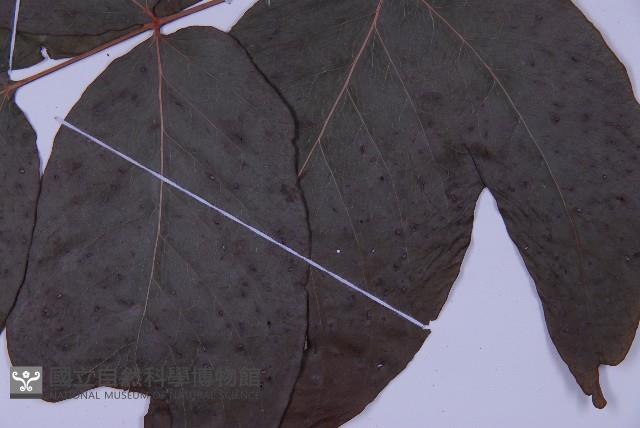 南投三叉蕨藏品圖，第5張