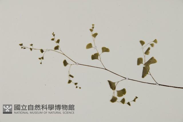 鐵線蕨藏品圖，第5張