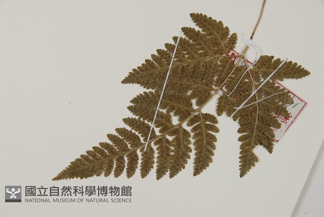 腫足蕨藏品圖，第5張