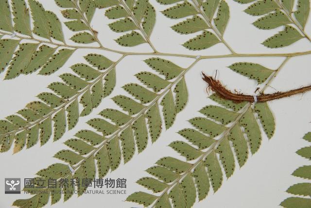 斜方複葉耳蕨藏品圖，第4張