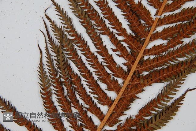 筆筒樹藏品圖，第4張