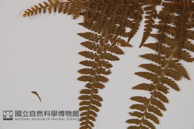 姬蕨藏品圖，第5張