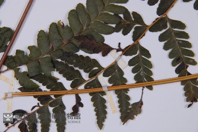 團羽鱗蓋蕨藏品圖，第5張