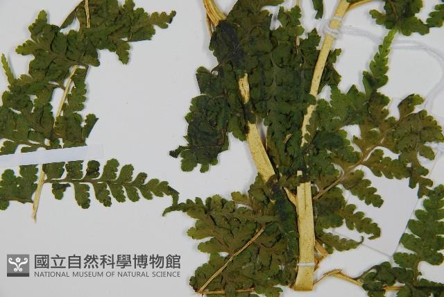 碗蕨藏品圖，第5張