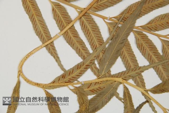 蘭嶼鐵角蕨藏品圖，第5張