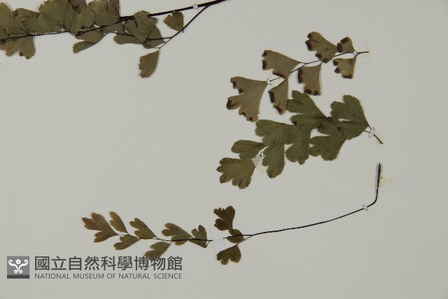 鐵線蕨藏品圖，第5張
