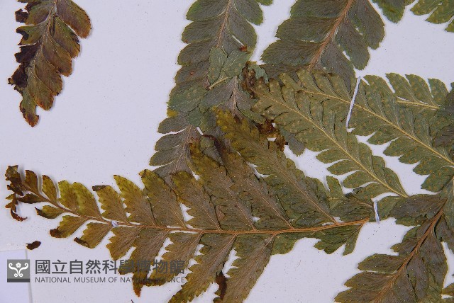 毛囊鱗蓋蕨藏品圖，第5張