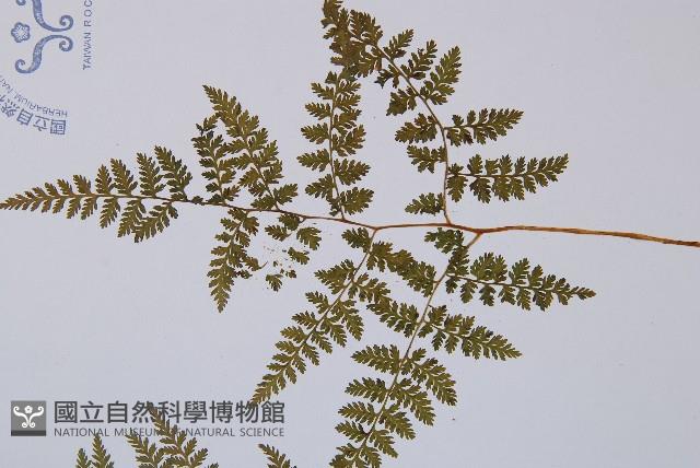 高山冷蕨藏品圖，第5張