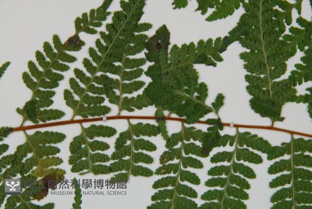 熱帶鱗蓋蕨藏品圖，第5張