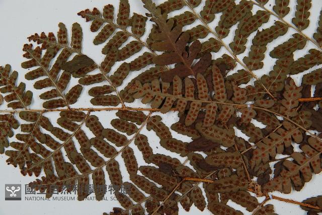 闊鱗鱗毛蕨藏品圖，第5張