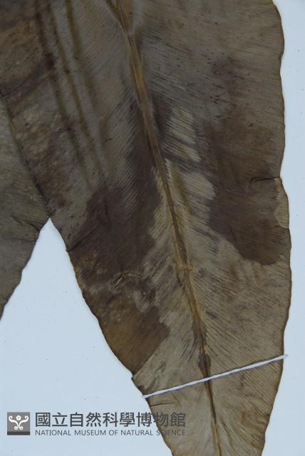 臺灣山蘇花藏品圖，第3張