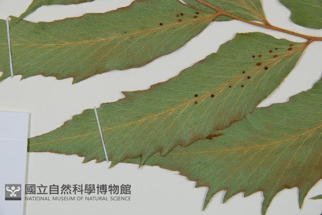 全緣貫眾蕨藏品圖，第4張