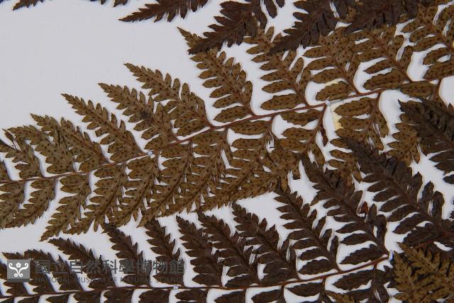 細裂蹄蓋蕨藏品圖，第5張