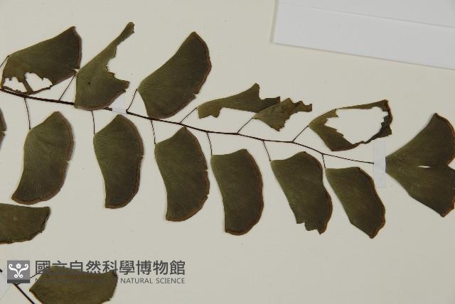 半月形鐵線蕨藏品圖，第5張