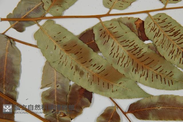 馬鞍山雙蓋蕨藏品圖，第5張