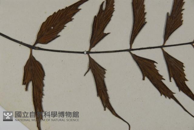 革葉鐵角蕨藏品圖，第4張