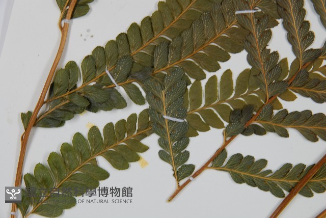 光葉鱗蓋蕨藏品圖，第5張