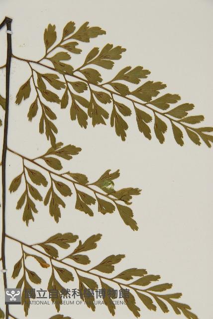 大黑柄鐵角蕨、黃鱗鐵角蕨、大羽鐵角蕨藏品圖，第5張