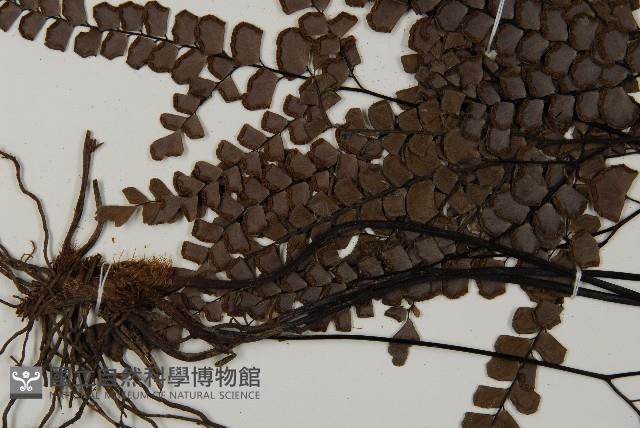 扇葉鐵線蕨藏品圖，第4張