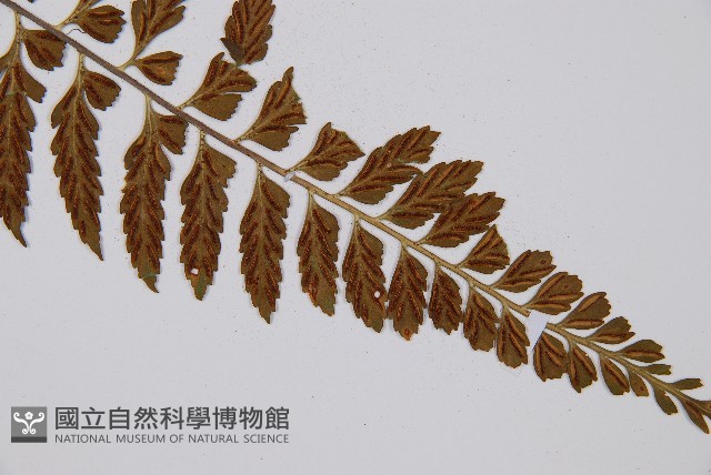 吉永鐵角蕨、斜葉鐵角蕨藏品圖，第8張