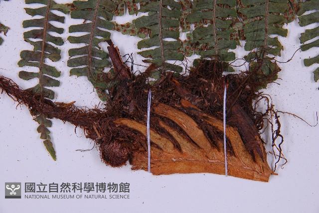 東亞假鱗毛蕨藏品圖，第5張