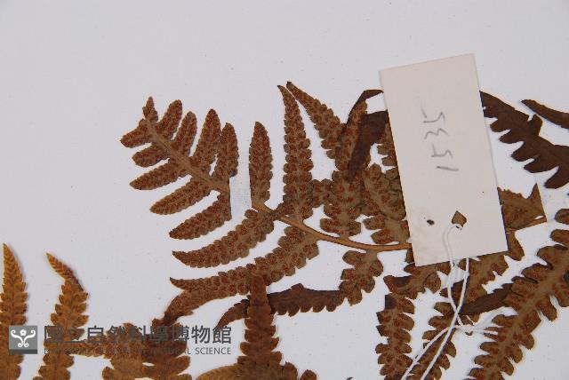 假蹄蓋蕨藏品圖，第5張