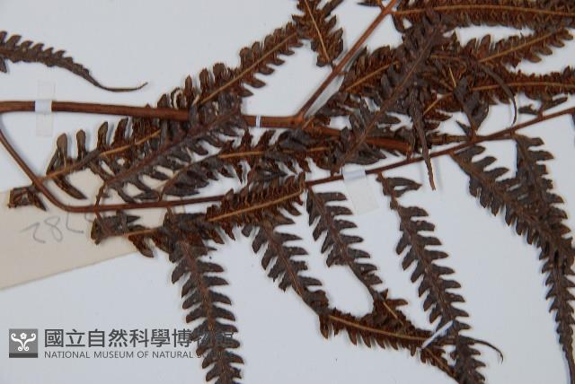 金狗毛蕨藏品圖，第5張