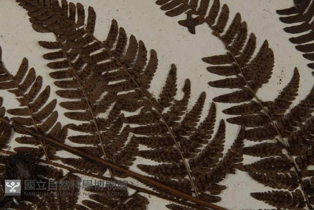 落鱗鱗毛蕨藏品圖，第5張