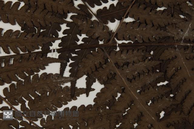 無苞蕨藏品圖，第5張