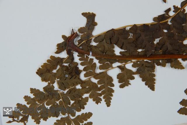 華南鱗蓋蕨藏品圖，第5張