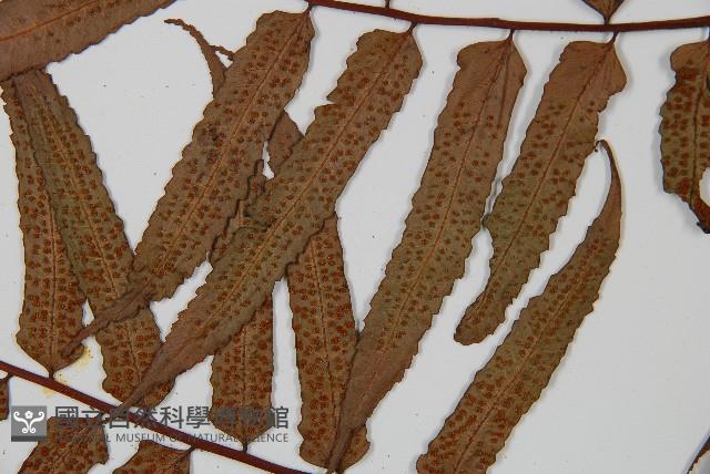 黑桫蕨藏品圖，第5張