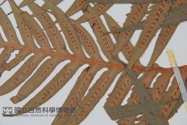 東方狗脊蕨藏品圖，第5張