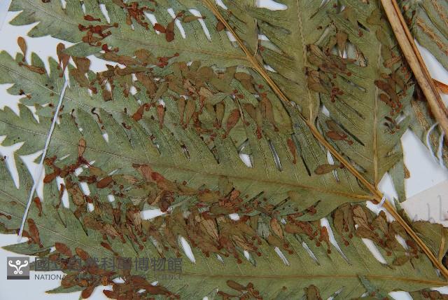 東方狗脊蕨藏品圖，第5張