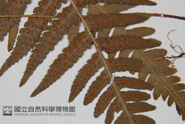 登錄號:P011394藏品圖，第5張