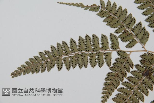 斜方複葉耳蕨藏品圖，第5張