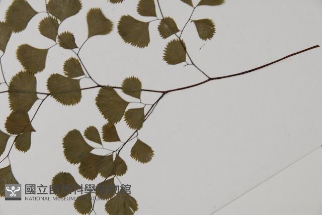 長蓋鐵線蕨藏品圖，第5張