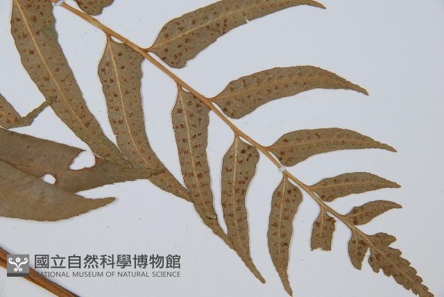 狹葉貫眾蕨藏品圖，第5張