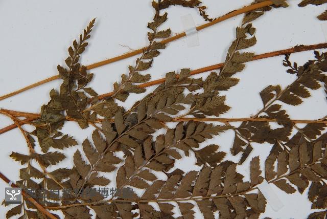 斜方複葉耳蕨藏品圖，第5張