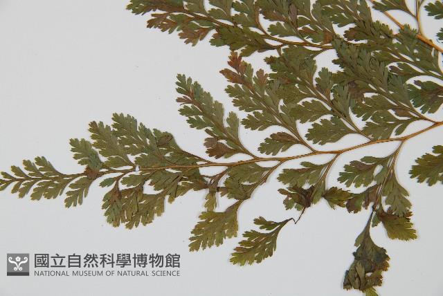 海州骨碎補藏品圖，第5張