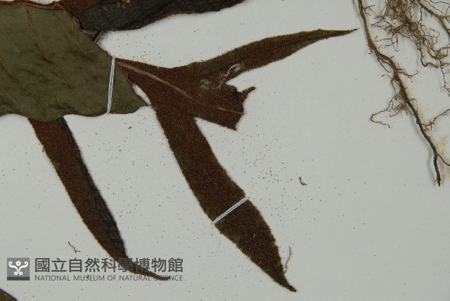 沙皮蕨藏品圖，第5張