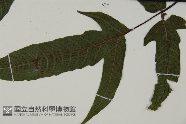 紫柄三叉蕨藏品圖，第5張