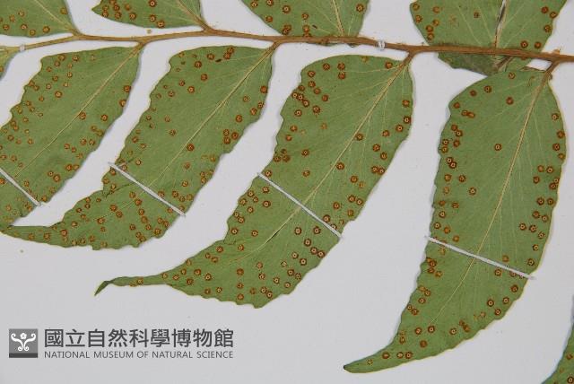 全緣貫眾蕨藏品圖，第4張