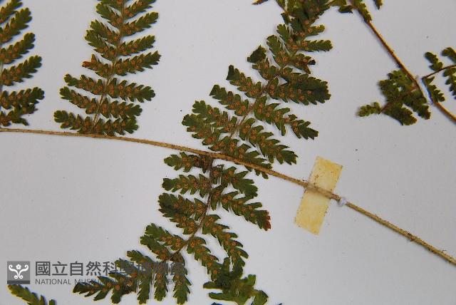 粗柄毛冷蕨藏品圖，第5張