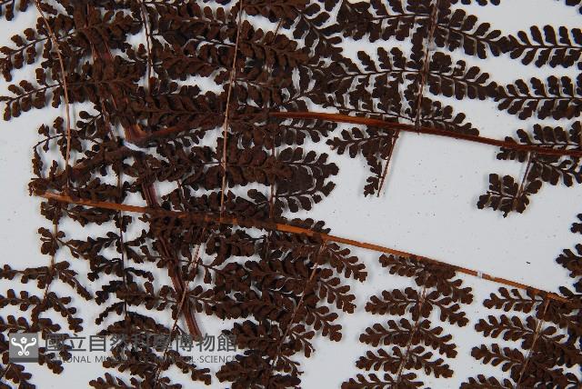 魚鱗蕨藏品圖，第5張