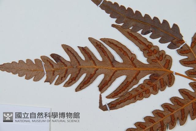 日本狗脊蕨藏品圖，第5張