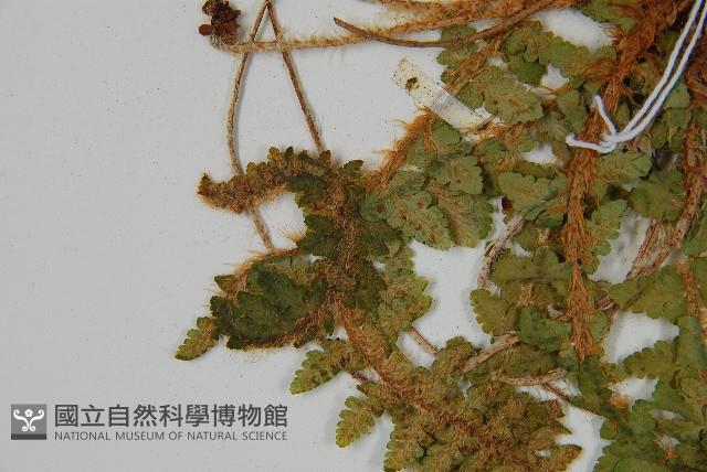 密毛鱗毛蕨藏品圖，第5張